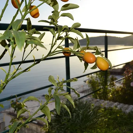 Panorma